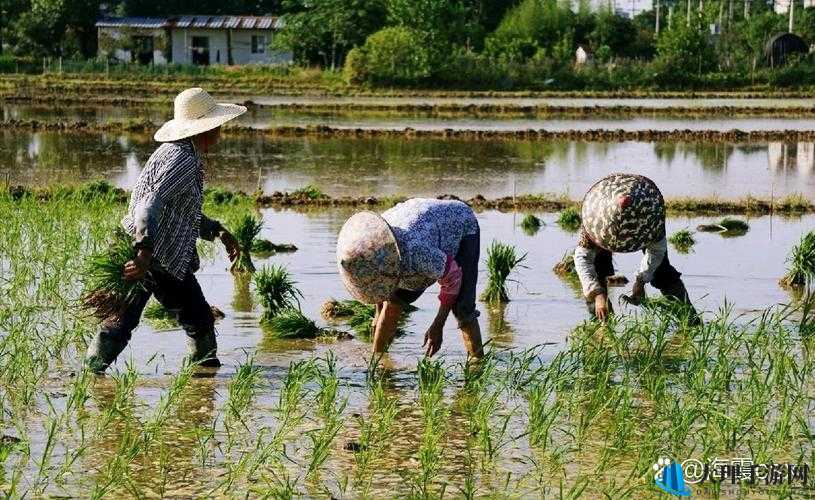 夫妻之间的 100 种插秧法：探究夫妻农耕生活中的多样技巧与情感互动